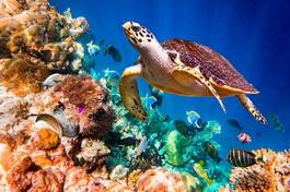 Plakat natura zwierzę morze piękny
