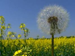 Naklejka pole rolnictwo pyłek