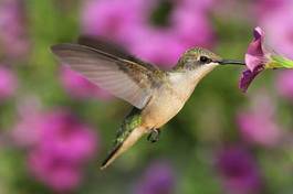Fotoroleta dziki fauna kwiat koliber ptak