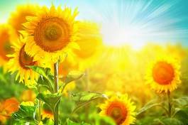 Obraz na płótnie słonecznik natura słońce żniwa