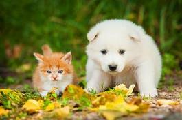 Plakat biały szczeniak i rudy kociak