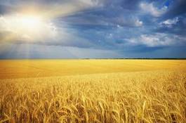 Plakat natura pejzaż rolnictwo słoma niebo