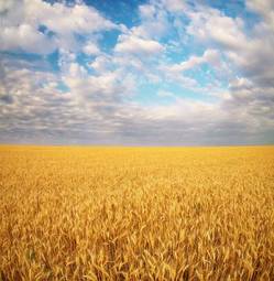 Fotoroleta pole wieś pszenica zmierzch panorama