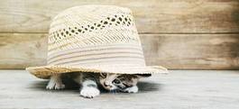 Obraz na płótnie kociak pod kapeluszem