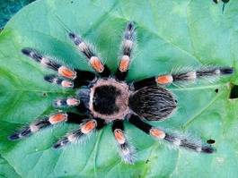 Plakat fauna pająk okładka