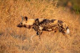 Obraz na płótnie dziki safari południe ssak pies