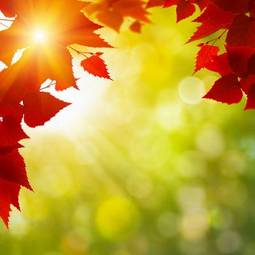 Fotoroleta las piękny jesień park brzoza
