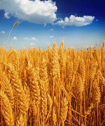 Obraz na płótnie jesień mąka natura roślina zdrowy