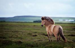 Plakat ssak pejzaż wieś koń