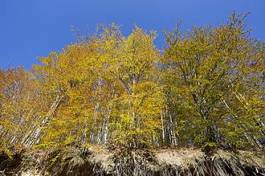Fotoroleta natura jesień brzoza