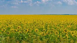 Plakat lato kwiat słońce ogród ukraina