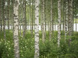 Naklejka las szwecja północ finlandia brzoza