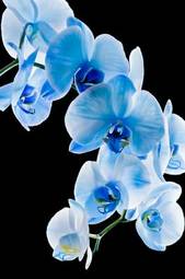 Plakat tropikalny kwiat storczyk azjatycki piękny