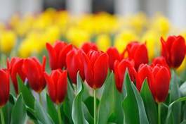 Plakat tulipan kwiat roślina