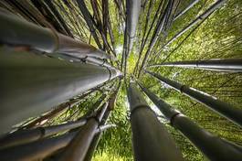 Obraz na płótnie natura drzewa bambus
