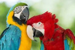 Plakat dwie kolorowe papugi
