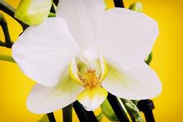 Obraz na płótnie kwitnący tropikalny bukiet roślina wzór