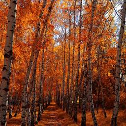 Fotoroleta krzew natura jesień