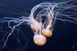 Plakat meduza morze rafa plankton zwierzę