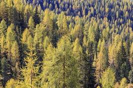 Naklejka jesień widok bezdroża las