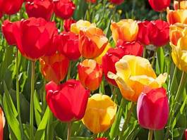 Obraz na płótnie ogród kwiat tulipan natura botanika