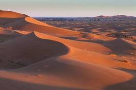 Plakat wydma ssak pustynia lato arabian