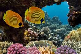 Plakat natura podwodne karaiby