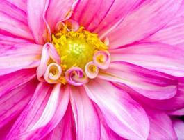 Plakat kwiat pyłek dalia natura