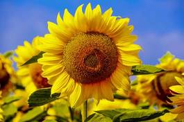 Plakat słonecznik lato kwiat roślina