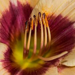Naklejka pyłek kwiat natura płatki flora
