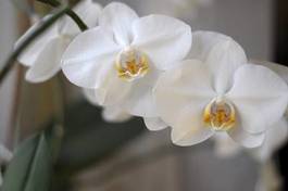 Obraz na płótnie storczyk kwiat piękny tło kurort