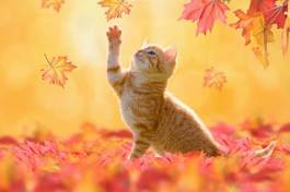 Obraz na płótnie jesień zwierzę kot felino