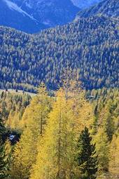 Naklejka jesień natura las alpy drzewa