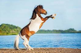 Fototapeta kucyk plaża lato koń mustang