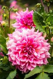 Obraz na płótnie rosa bukiet roślina kwiat miłość