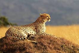 Obraz na płótnie safari kot natura zwierzę