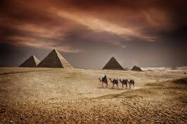 Obraz na płótnie zwierzę egipt piramida pejzaż pustynia