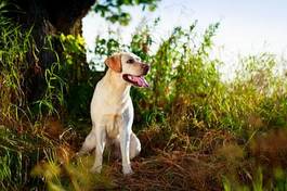Plakat labrador zwierzę pies roślina