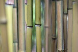 Obraz na płótnie azjatycki bambus roślinność tropikalny