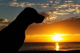 Plakat pies o zachodzie słońca