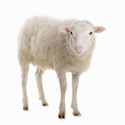 Plakat natura portret wiejski zwierzę owca