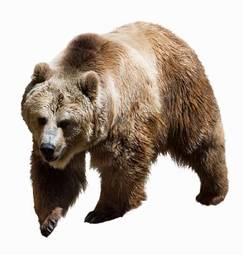Plakat natura ameryka północna niedźwiedź dziki