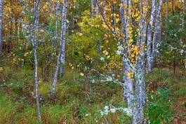 Plakat roślina las drzewa jesień natura