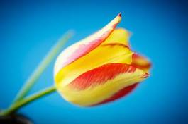 Plakat tulipan kwiat świeży piękny roślina