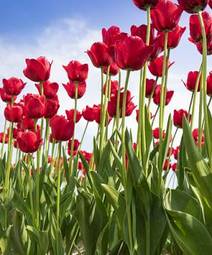 Plakat natura tulipan ogród ładny kwiat
