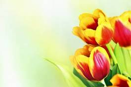 Plakat tulipan bukiet roślina ogród
