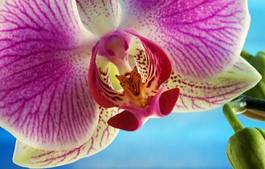 Plakat tropikalny egzotyczny kwiat piękny