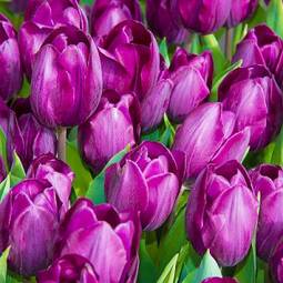 Plakat kwiat ogród piękny tulipan