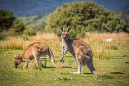 Obraz na płótnie krajobraz kangur krzew