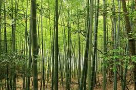 Obraz na płótnie bambus roślina japonia krajobraz